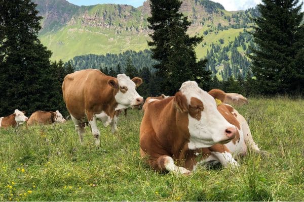 Livestock Care